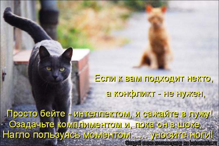 Озадачьте комплиментом и, пока он в шоке, Просто бейте - интеллектом, и сажайте в лужу! Если к вам ... Котоматрица: Озадачьте комплиментом и, пока он в шоке, Просто бейте - интеллектом, и сажайте в лужу! Если к вам подходит некто, а конфликт - не нужен, Нагл