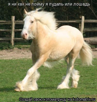я ни как не пойму я пудель или лошадь... Котоматрица: я ни как не пойму я пудель или лошадь