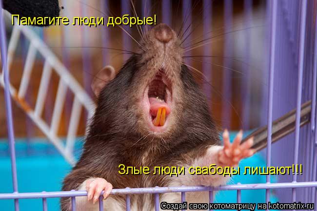 Памагите люди добрые! Злые люди свабоды лишают!!!... Котоматрица: Памагите люди добрые! Злые люди свабоды лишают!!!