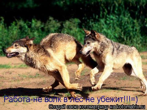 Работа-не волк в лес не убежит!!!=)... Котоматрица: Работа-не волк в лес не убежит!!!=)