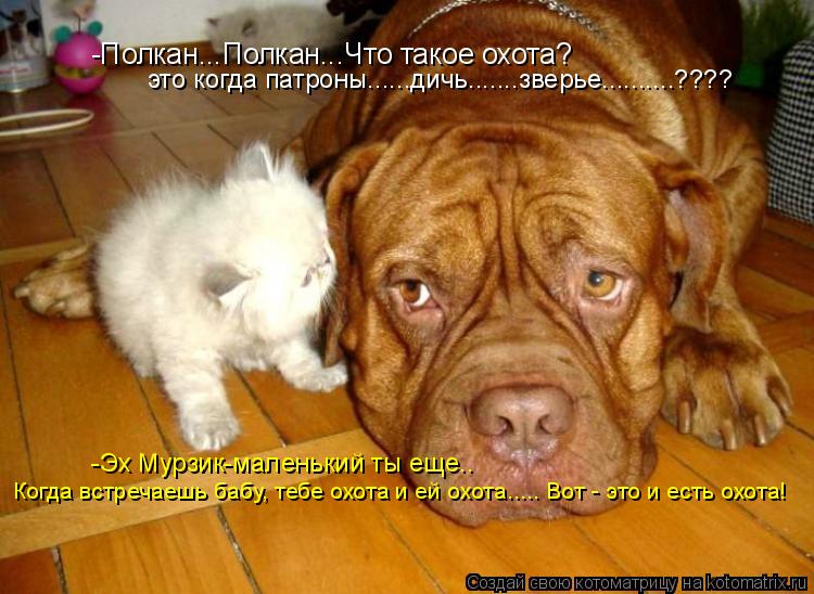 Котоматрица: -Полкан...Полкан...Что такое охота? это когда патроны......дичь.......зверье..........???? -Эх Мурзик-маленький ты еще.. Когда встречаешь бабу, тебе о