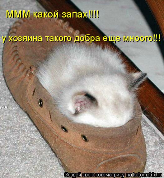 Котоматрица: МММ какой запах!!!! у хозяина такого добра еще мноого!!!