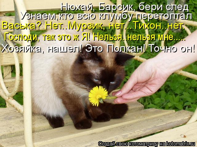 Нюхай, Барсик, бери след Узнаем,кто всю клумбу перетоптал Васька? Нет..Мурзик, нет...Тихон..нет. Гос... Котоматрица: Нюхай, Барсик, бери след Узнаем,кто всю клумбу перетоптал Васька? Нет..Мурзик, нет...Тихон..нет. Господи, так это ж Я! Нельзя..нельзя мне..... Хозя