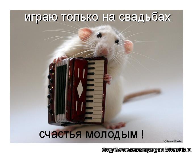играю только на свадьбах счастья молодым !... Котоматрица: играю только на свадьбах счастья молодым !