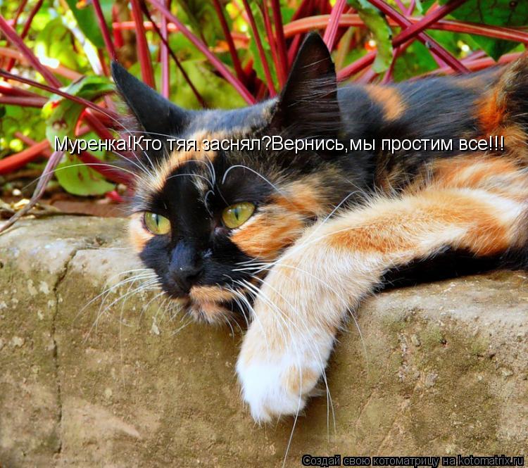 Муренка!Кто тяя.заснял?Вернись,мы простим все!!!... Котоматрица: Муренка!Кто тяя.заснял?Вернись,мы простим все!!!