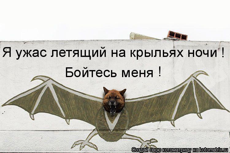 ! Бойтесь меня Я ужас летящий на крыльях ночи !... Котоматрица: ! Бойтесь меня Я ужас летящий на крыльях ночи !