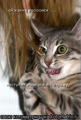 ой какие волосики .... наступит ночь и я их отрежу мау... Котоматрица: ой какие волосики .... наступит ночь и я их отрежу мау