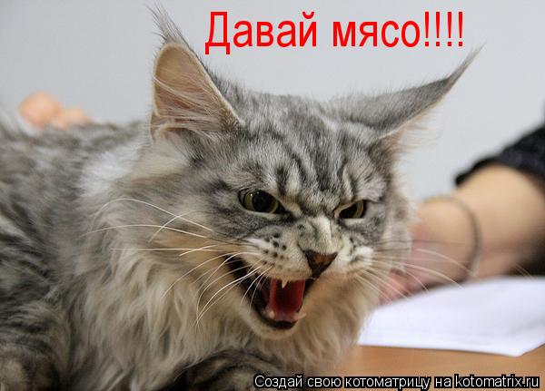 Давай мясо!!!!... Котоматрица: Давай мясо!!!!