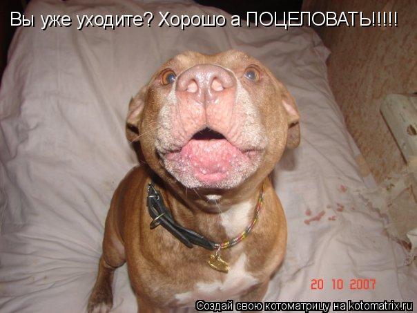 Вы уже уходите? Хорошо а ПОЦЕЛОВАТЬ!!!!!... Котоматрица: Вы уже уходите? Хорошо а ПОЦЕЛОВАТЬ!!!!!