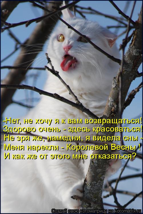 -Нет, не хочу я к вам возвращаться! Здорово очень - здесь красоваться! Не зря же, намедни, я видела с... Котоматрица: -Нет, не хочу я к вам возвращаться! Здорово очень - здесь красоваться! Не зря же, намедни, я видела сны - Меня нарекли - Королевой Весны ! И как ж