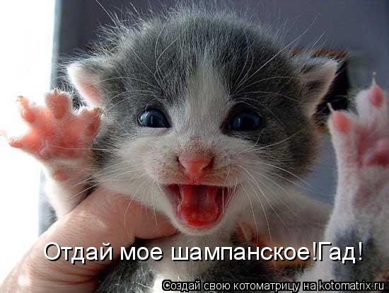 Отдай мое шампанское!Гад!... Котоматрица: Отдай мое шампанское!Гад!