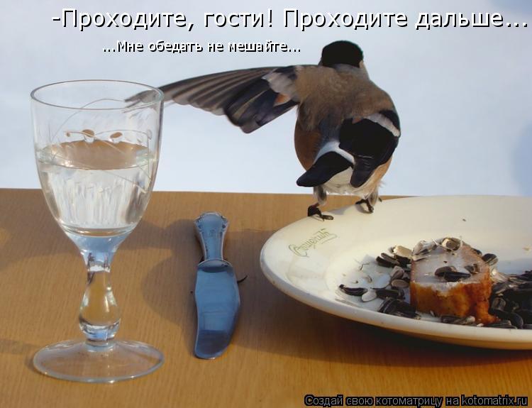 -Проходите, гости! Проходите дальше... ...Мне обедать не мешайте...... Котоматрица: -Проходите, гости! Проходите дальше... ...Мне обедать не мешайте...