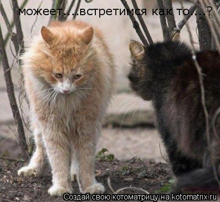можеет....встретимся как то....?... Котоматрица: можеет....встретимся как то....?