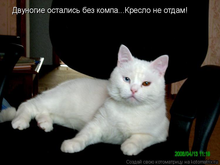 Двуногие остались без компа...Кресло не отдам!... Котоматрица: Двуногие остались без компа...Кресло не отдам!
