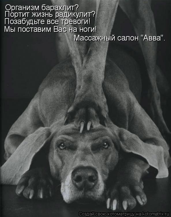 Организм барахлит? Позабудьте все тревоги! Портит жизнь радикулит? Мы поставим Вас на ноги! Массажный... Котоматрица: Организм барахлит? Позабудьте все тревоги! Портит жизнь радикулит? Мы поставим Вас на ноги! Массажный салон "Авва".