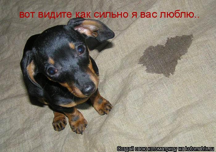вот видите как сильно я вас люблю..... Котоматрица: вот видите как сильно я вас люблю..