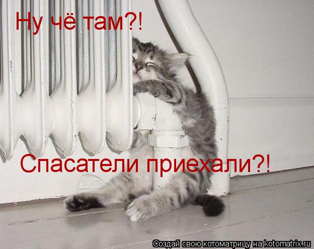 Ну чё там?! Спасатели приехали?!... Котоматрица: Ну чё там?! Спасатели приехали?!