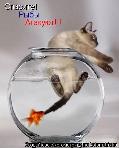 Спасите! Рыбы Атакуют!!!... Котоматрица: Спасите! Рыбы Атакуют!!!