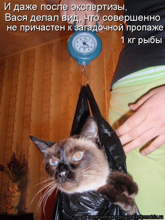 Котоматрица: И даже после экспертизы, Вася делал вид, что совершенно  не причастен к загадочной пропаже 1 кг рыбы