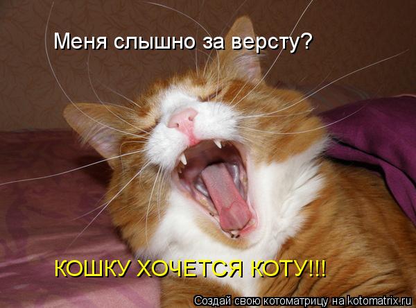 КОШКУ ХОЧЕТСЯ КОТУ!!! Меня слышно за версту?... Котоматрица: КОШКУ ХОЧЕТСЯ КОТУ!!! Меня слышно за версту?