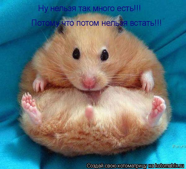 Котоматрица: Ну нельзя так много есть!!! Потому что потом нельзя встать!!!