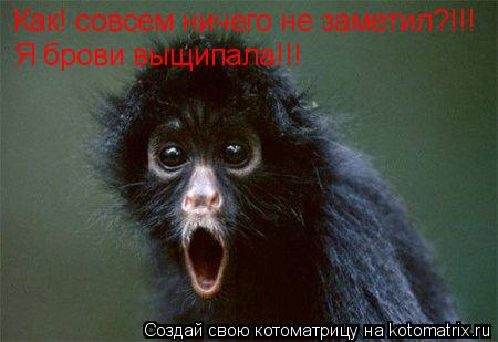 Как! совсем ничего не заметил?!!! Я брови выщипала!!!... Котоматрица: Как! совсем ничего не заметил?!!! Я брови выщипала!!!