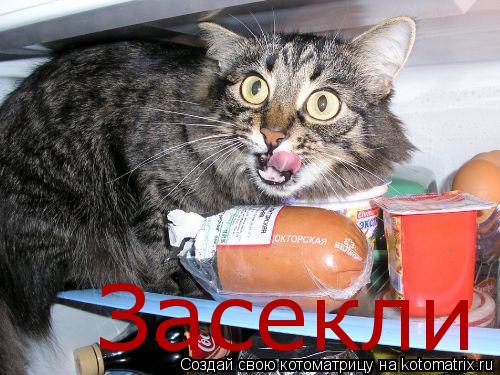 Засекли... Котоматрица: Засекли