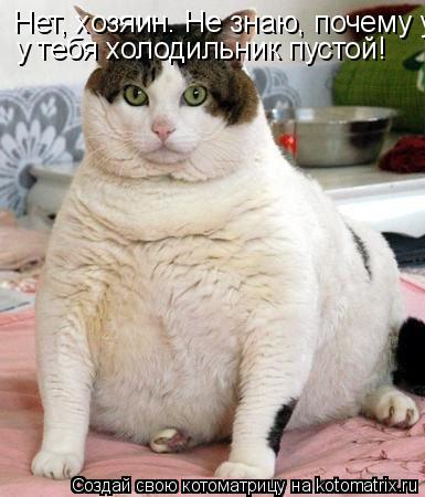 Нет, хозяин. Не знаю, почему у тебя холодильник у тебя холодильник пустой!... Котоматрица: Нет, хозяин. Не знаю, почему у тебя холодильник у тебя холодильник пустой!