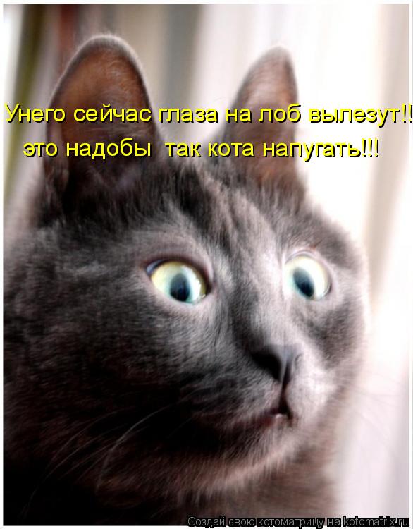 это надобы так кота напугать!!! Унего сейчас глаза на лоб вылезут!!!... Котоматрица: это надобы так кота напугать!!! Унего сейчас глаза на лоб вылезут!!!