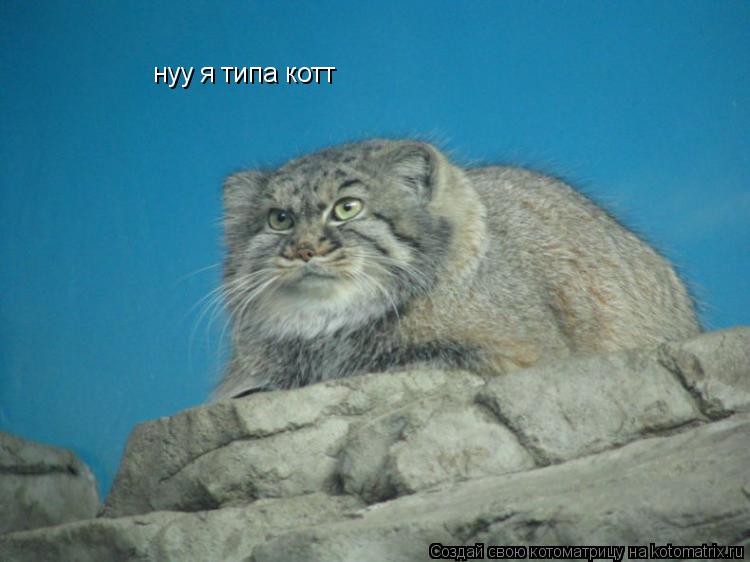 нуу я типа котт... Котоматрица: нуу я типа котт