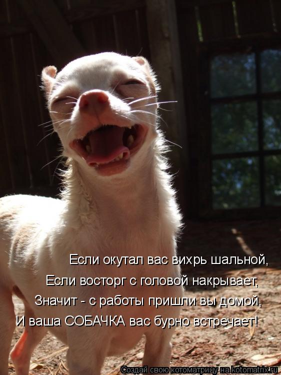 Если окутал вас вихрь шальной, Если восторг с головой накрывает, Значит - с работы пришли вы домой, И... Котоматрица: Если окутал вас вихрь шальной, Если восторг с головой накрывает, Значит - с работы пришли вы домой, И ваша СОБАЧКА вас бурно встречает!