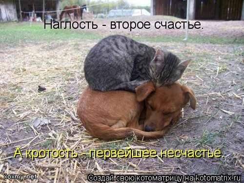 Наглость - второе счастье. А кротость - первейшее несчастье.... Котоматрица: Наглость - второе счастье. А кротость - первейшее несчастье.