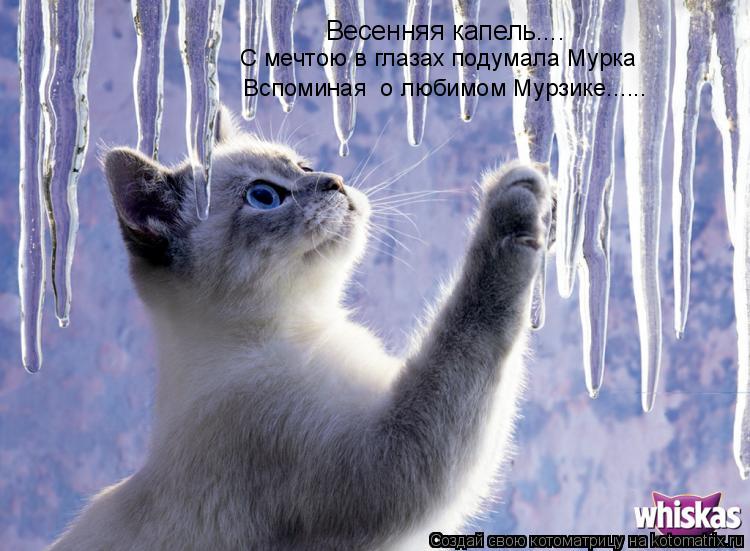 Весенняя капель.... С мечтою в глазах подумала Мурка Вспоминая о любимом Мурзике......... Котоматрица: Весенняя капель.... С мечтою в глазах подумала Мурка Вспоминая о любимом Мурзике......