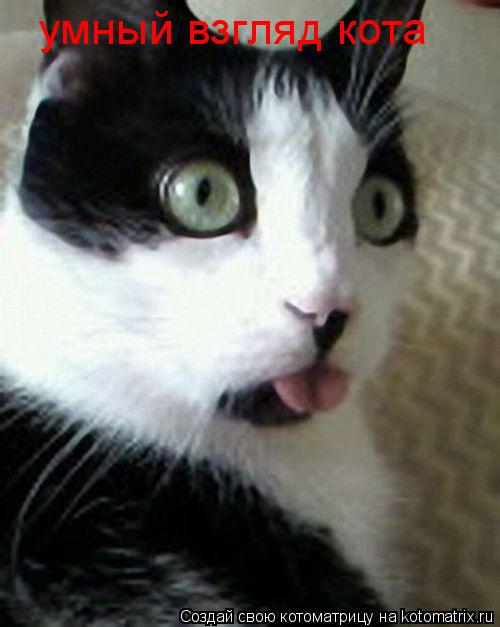 умный взгляд кота... Котоматрица: умный взгляд кота