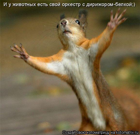 И у животных есть свой оркестр с дирижором-белкой;)... Котоматрица: И у животных есть свой оркестр с дирижором-белкой;)