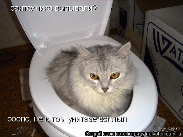 сантехника вызывали? ооопс, не в том унитазе всплыл... Котоматрица: сантехника вызывали? ооопс, не в том унитазе всплыл