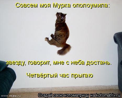 Совсем моя Мурка ополоумила: звезду, говорит, мне с неба достань. Четвёртый час прыгаю... Котоматрица: Совсем моя Мурка ополоумила: звезду, говорит, мне с неба достань. Четвёртый час прыгаю