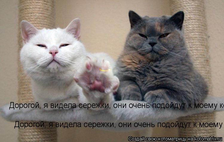 Котоматрица: Дорогой, я видела сережки, они очень подойдут к моему колечку Дорогой, я видела сережки, они очень подойдут к моему колечку Дорогой, я видела
