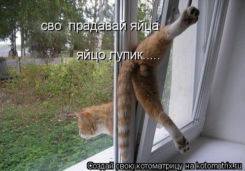 свої прадавай яйца яйцо лупик........ Котоматрица: свої прадавай яйца яйцо лупик.....