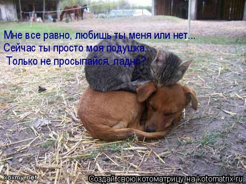 Мне все равно, любишь ты меня или нет... Сейчас ты просто моя подушка... Только не просыпайся, ладно?... Котоматрица: Мне все равно, любишь ты меня или нет... Сейчас ты просто моя подушка... Только не просыпайся, ладно?