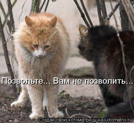 Позвольте... Вам не позволить...... Котоматрица: Позвольте... Вам не позволить...