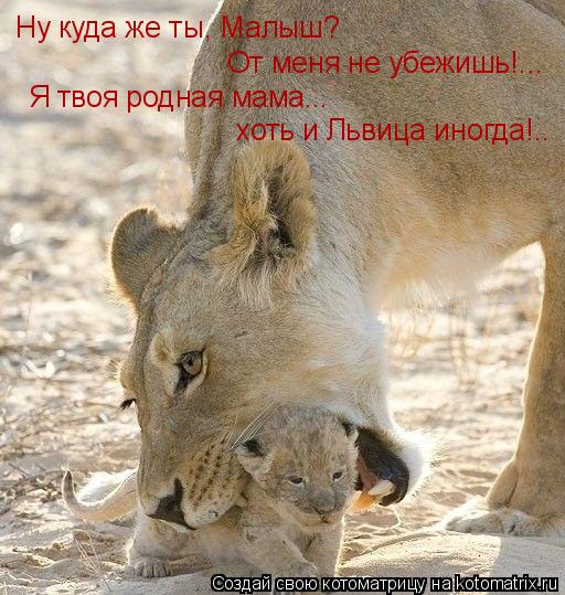 Ну куда же ты, Малыш? От меня не убежишь!... Я твоя родная мама... хоть и Львица иногда!..... Котоматрица: Ну куда же ты, Малыш? От меня не убежишь!... Я твоя родная мама... хоть и Львица иногда!..