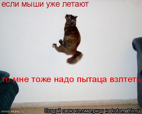 если мыши уже летают то мне тоже надо пытаца взлтеть... Котоматрица: если мыши уже летают то мне тоже надо пытаца взлтеть