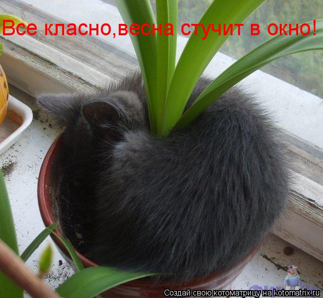 Все класно,весна стучит в окно!... Котоматрица: Все класно,весна стучит в окно!