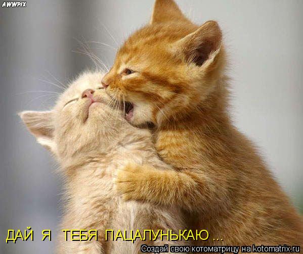 ДАЙ Я ТЕБЯ ПАЦАЛУНЬКАЮ ...... Котоматрица: ДАЙ Я ТЕБЯ ПАЦАЛУНЬКАЮ ...