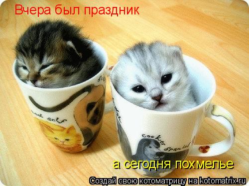 Вчера был праздник а сегодня похмелье... Котоматрица: Вчера был праздник а сегодня похмелье