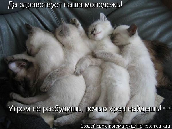 Котоматрица: Да здравствует наша молодежь! Утром не разбудишь, ночью хрен найдешь!