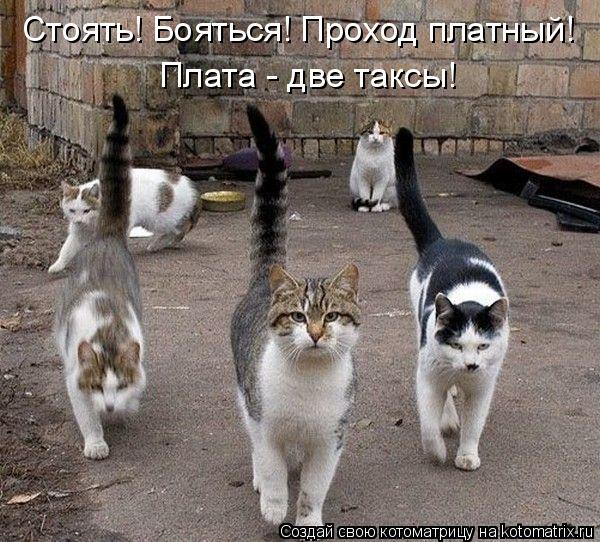 Плата - две таксы! Стоять! Бояться! Проход платный!... Котоматрица: Плата - две таксы! Стоять! Бояться! Проход платный!