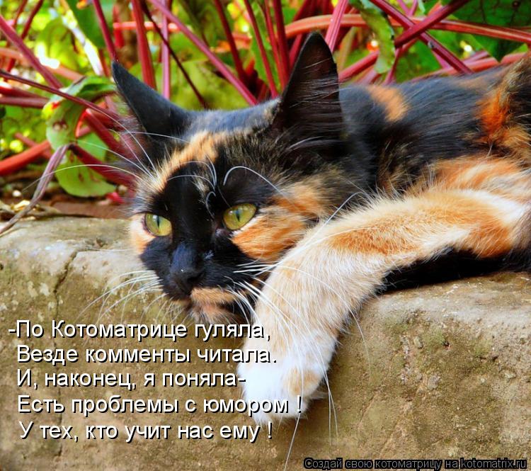 -По Котоматрице гуляла, Везде комменты читала. И, наконец, я поняла- Есть проблемы с юмором ! У тех, ... Котоматрица: -По Котоматрице гуляла, Везде комменты читала. И, наконец, я поняла- Есть проблемы с юмором ! У тех, кто учит нас ему !
