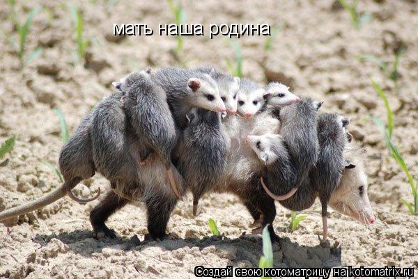 мать наша родина... Котоматрица: мать наша родина
